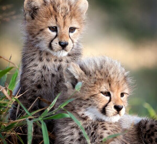 South Africa Cheetah