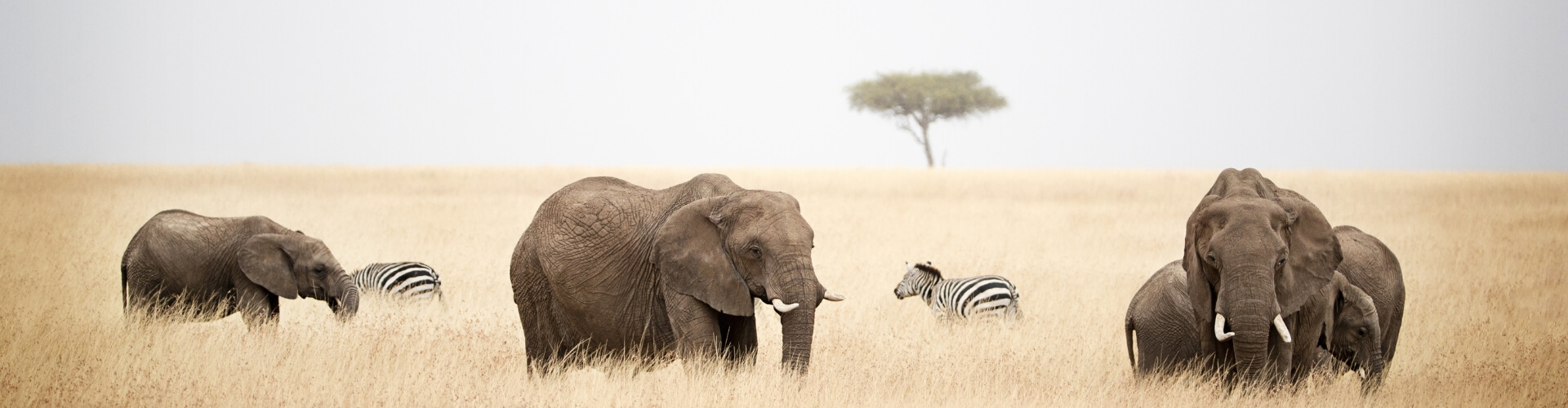 kenya destination banner