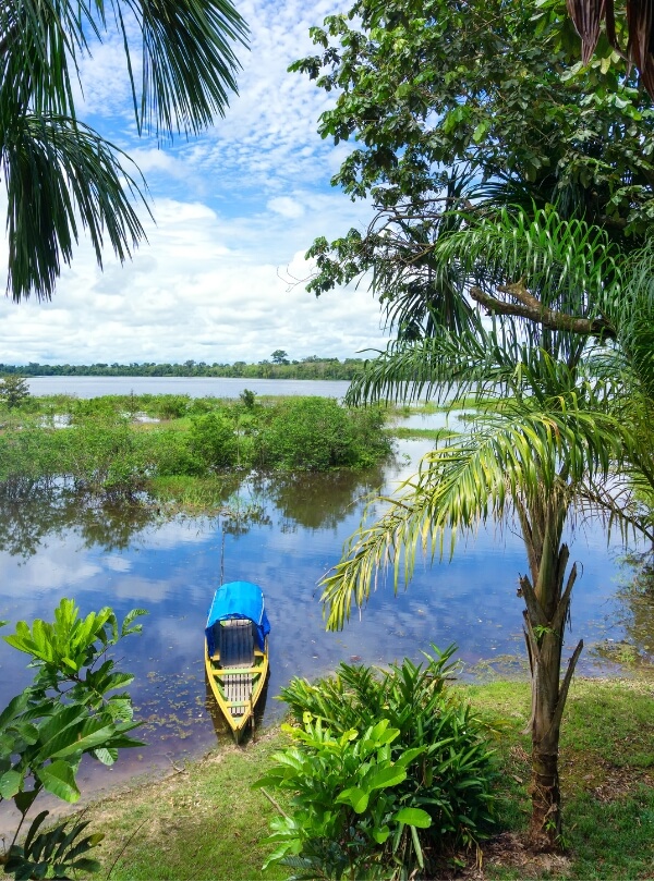 Amazon Rainforest Brazil
