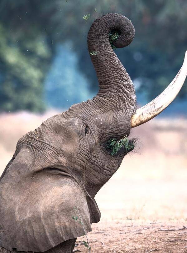 Masai Mara Cultural Visit Tanzania