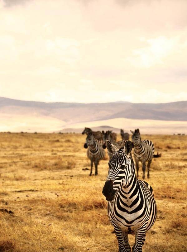 Ngorongoro Crater Tanzania Tour