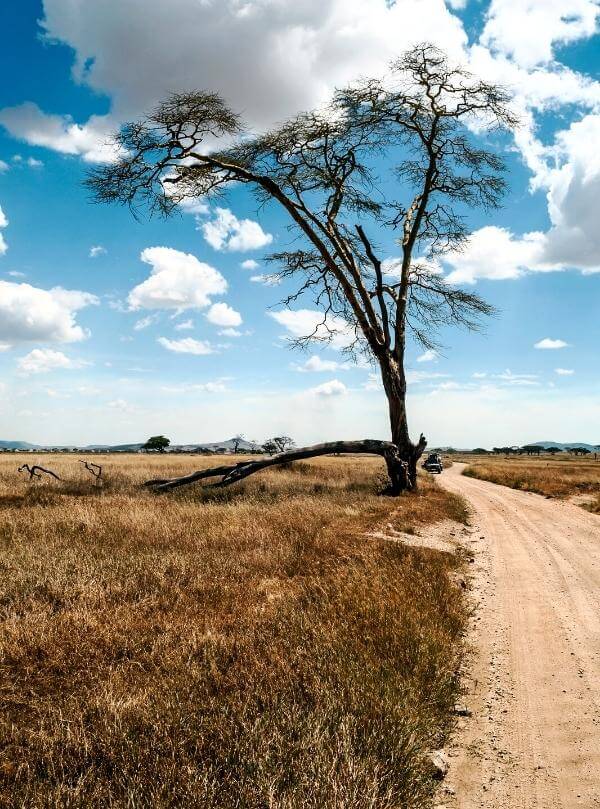 Serengeti Game Drive Tanzania